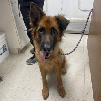 Dakota -  German Shepherd Dog and Mixed Breed Dog for Adoption in Hawthorne, California - Dakota | PetCurious