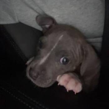 Cane Corso and Mixed Breed Dogs Available for Adoption in Dayton, Ohio - Bob | PetCurious