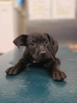 Olive -  Labrador Retriever Dog for Adoption in Mobile, Alabama - Olive | PetCurious