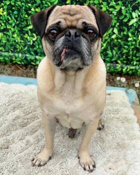 BOY -  Pug Dog for Adoption in Santa Cruz, California - BOY | PetCurious