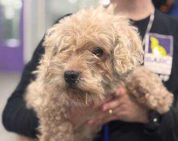 Poodle and Mixed Breed Dogs Available for Adoption in Houston, Texas - A2067852 | PetCurious