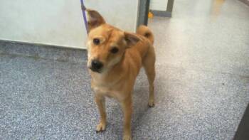 BARRY -  Labrador Retriever Dog for Adoption in Charlotte, North Carolina - BARRY | PetCurious
