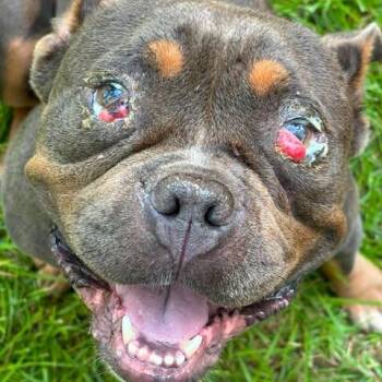 Delilah -  American Bulldog and Pit Bull Terrier Dog for Adoption in Dover, Arkansas - Delilah | PetCurious