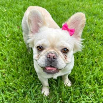 Lily Pearl -  French Bulldog Dog for Adoption in Las Vegas, Nevada - Lily Pearl | PetCurious