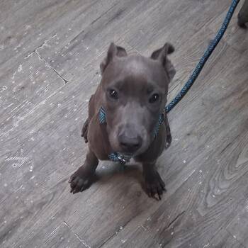Jackie -  Mixed Breed Dog for Adoption in Summerville, South Carolina - Jackie | PetCurious