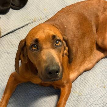 Redbone Coonhound Dogs Available for Adoption in Brownsboro, Alabama - Mama Mable | PetCurious