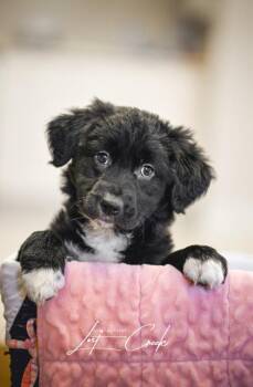 Mixed Breed Dogs Available for Adoption in Kalispell, Montana - Ethel | PetCurious