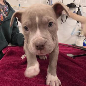 Mixed Breed Dogs Available for Adoption - Birdie | PetCurious