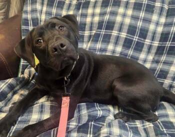 MAVERICK -  Labrador Retriever Dog for Adoption in Lexington, Tennessee - MAVERICK | PetCurious