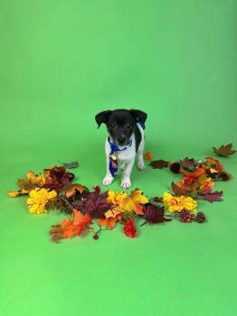 Pettigrew -  Rat Terrier Dog for Adoption in Alvin, Texas - Pettigrew | PetCurious