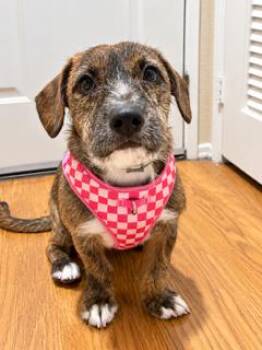 Mocha -  Labrador Retriever Dog for Adoption in Los Angeles, California - Mocha | PetCurious