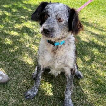 Mixed Breed Dogs Available for Adoption in Idaho Falls, Idaho - Andy | PetCurious