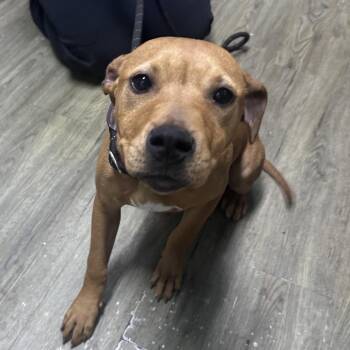 Mixed Breed Dogs Available for Adoption - Barbie | PetCurious