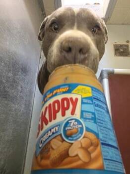 Pit Bull Terrier and Mixed Breed Dogs Available for Adoption in Edgewood, New Mexico - Buddy | PetCurious