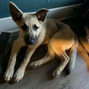 Shepherd and Terrier Dogs Available for Adoption in Bloomfield, Connecticut - Fauna | PetCurious