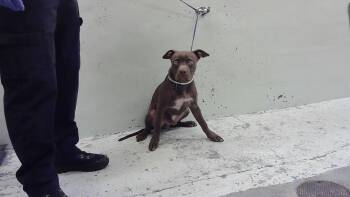 A2083510 -  Staffordshire Bull Terrier and Mixed Breed Dog for Adoption in Houston, Texas - A2083510 | PetCurious