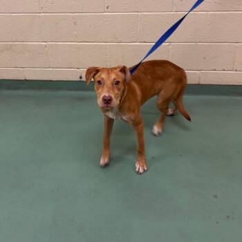 Suzanne -  Mixed Breed Dog for Adoption in Memphis, Tennessee - Suzanne | PetCurious