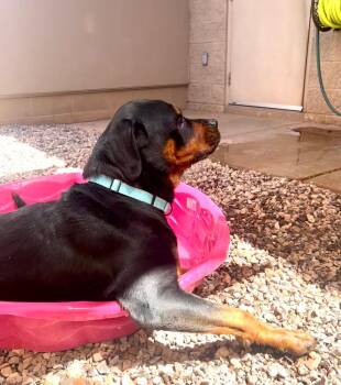 Hulk -  Rottweiler Dog for Adoption in Cottonwood, Arizona - Hulk | PetCurious
