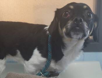Terrier Dogs Available for Adoption in Lawrenceville, Georgia - Pen 211c Penny | PetCurious