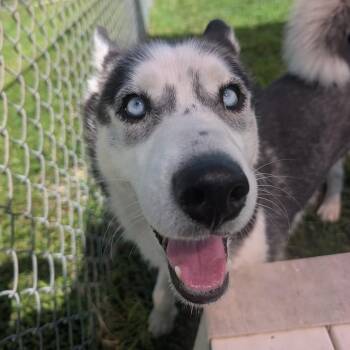 Luella -  Husky Dog for Adoption in Jasper, Indiana - Luella | PetCurious