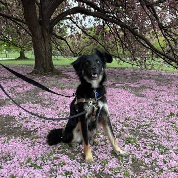 Kyle -  Mixed Breed Dog for Adoption in New York, New York - Kyle | PetCurious