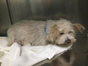 Rescue Maltese Dogs for Adoption in Thousand Palms, California - MAXINE | PetCurious