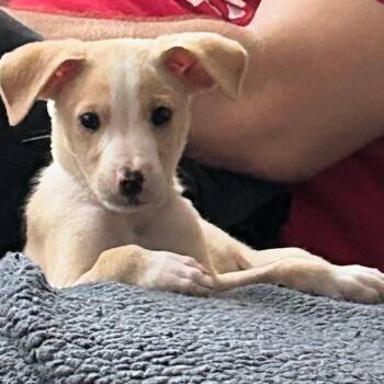 Walker -  Mixed Breed Dog for Adoption in Lenexa, Kansas - Walker | PetCurious