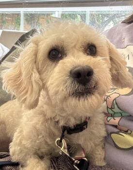 Millie -  Poodle Dog for Adoption in Seattle, Washington - Millie | PetCurious