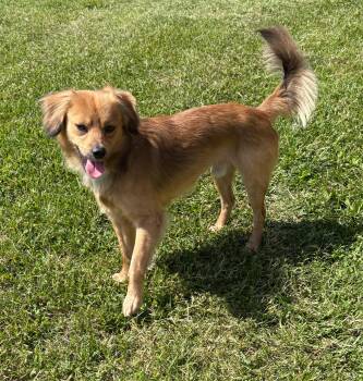 Spaniel Dogs Available for Adoption in Scottsburg, Indiana - Champ | PetCurious