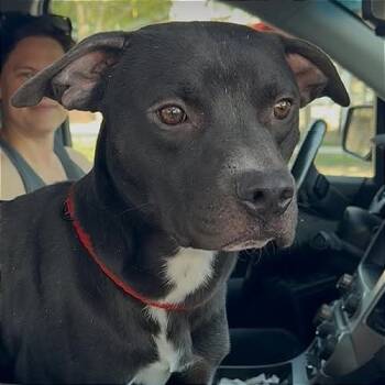 Rescue Pit Bull Terrier Dogs for Adoption in Brock, Texas - Pharaoh | PetCurious