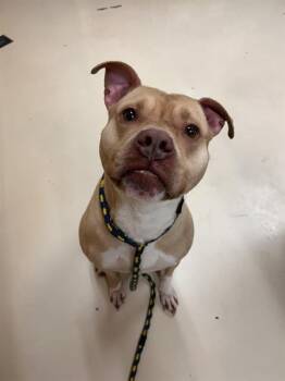 Rescue Pit Bull Terrier Dogs for Adoption in Aliquippa, Pennsylvania - BUDDY MARTIN | PetCurious