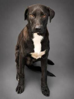 Luke -  Labrador Retriever and Mixed Breed Dog for Adoption in Bowling Green, Kentucky - Luke | PetCurious