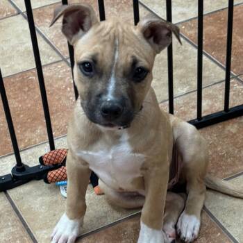 Roxie -  Mixed Breed Dog for Adoption in Midland, Texas - Roxie | PetCurious