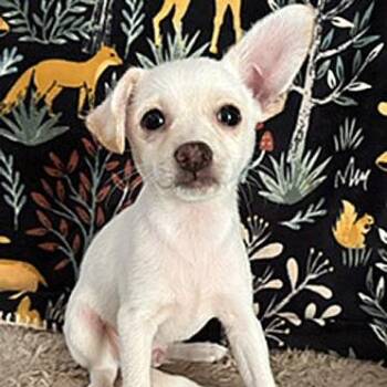 Silas -  Chihuahua Dog for Adoption in Oklahoma City, Oklahoma - Silas | PetCurious