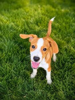 Hickory -  Beagle and Mixed Breed Dog for Adoption in Lindenhurst, New York - Hickory | PetCurious