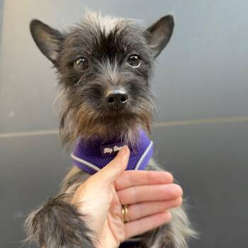 Summer -  Terrier Dog for Adoption in Chicago, Illinois - Summer | PetCurious