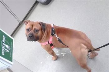 PABLO -  Mastiff and Mixed Breed Dog for Adoption in Omaha, Nebraska - PABLO | PetCurious