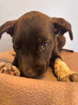 ZigZag brown collar -  Mixed Breed Dog for Adoption in Morgantown, Kentucky - ZigZag Brown Collar | PetCurious