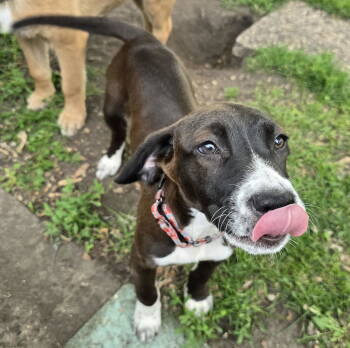 Rescue Labrador Retriever Dogs for Adoption in Brooklyn Center, Minnesota - Korra | PetCurious