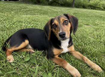Beagle Dogs Available for Adoption in Mount Prospect, Illinois - Sweet Pea | PetCurious