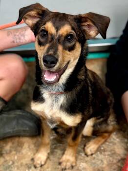 Benji -  Mixed Breed Dog for Adoption in Brunswick, Maine - Benji | PetCurious