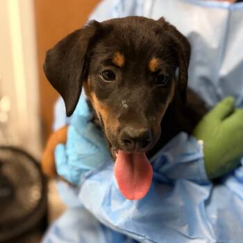 Susan -  Mixed Breed Dog for Adoption in Charleston, West Virginia - Susan | PetCurious