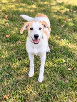 Gaia -  Labrador Retriever Dog for Adoption in Union Grove, Wisconsin - Gaia | PetCurious