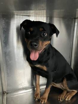STAR -  Mixed Breed Dog for Adoption in Dallas, Texas - STAR | PetCurious