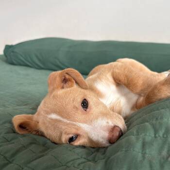 Iron -  Mixed Breed Dog for Adoption in West Olive, Michigan - Iron | PetCurious