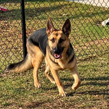 Athena -  German Shepherd Dog Dog for Adoption in Mobile, Alabama - Athena | PetCurious