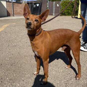 Ozzie -  Chihuahua and Miniature Pinscher Dog for Adoption in Goleta, California - Ozzie | PetCurious