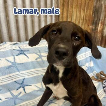 Rescue Black Labrador Retriever Dogs for Adoption in Brewton, Alabama - Lamar | PetCurious
