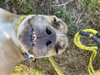 Rescue Cane Corso Dogs for Adoption in Lemont, Illinois - Nola | PetCurious