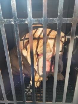 Rescue English Bulldog Dogs for Adoption in Lawrenceville, Georgia - Pen 105c | PetCurious